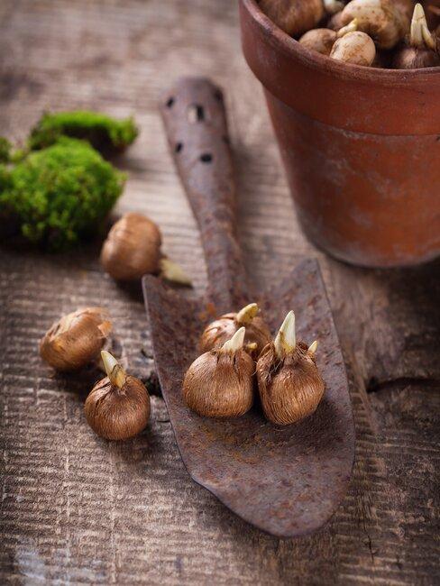 bloembollen planten