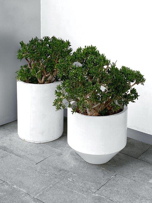 twee plantenpotten met boompjes