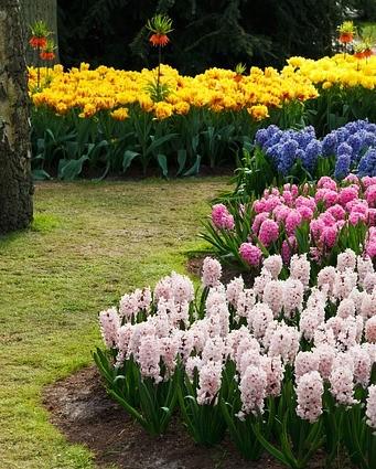 border tuin met verschillende bloemen