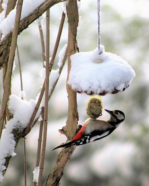 vogeltje eet van vogelvoer in een wintertuin
