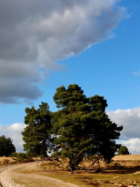 grote boom op een veld
