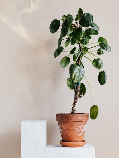 pannenkoekenplant