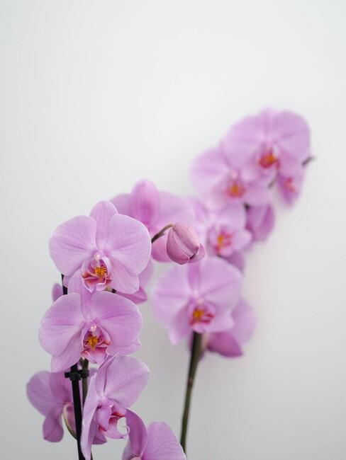 Orchidee