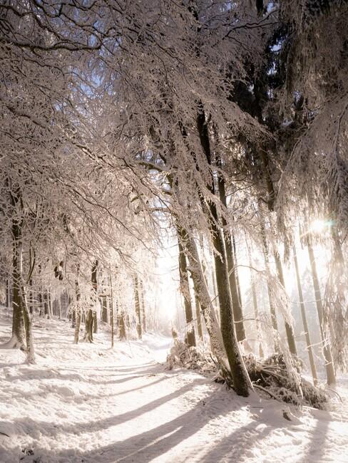 kerst-ideeen een winterwandeling in de sneeuw door het bos