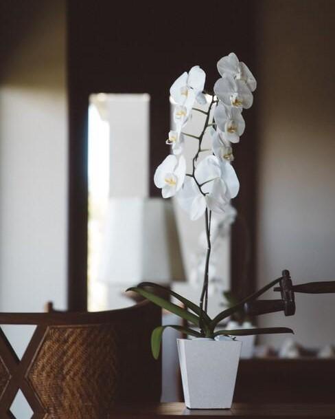 witte orchidee in witte pot