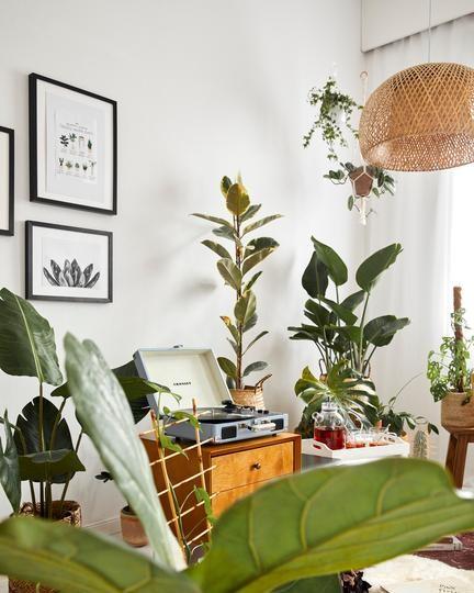 bananenplant_3 bananenplant in woonkamer