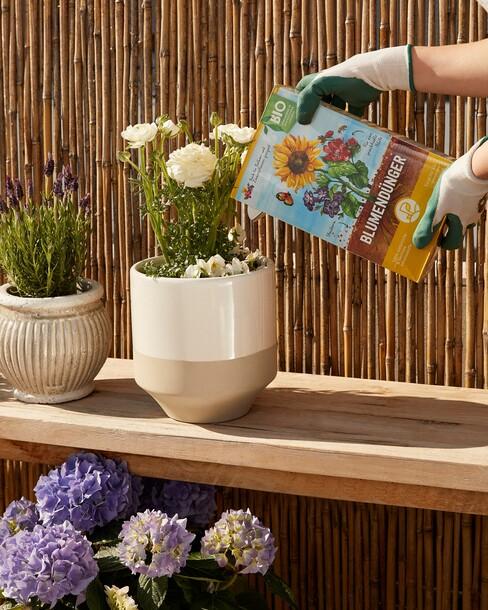 bloemen planten in een pot