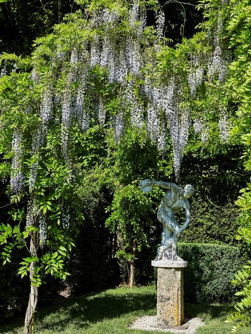 wisteria-sinesis_8