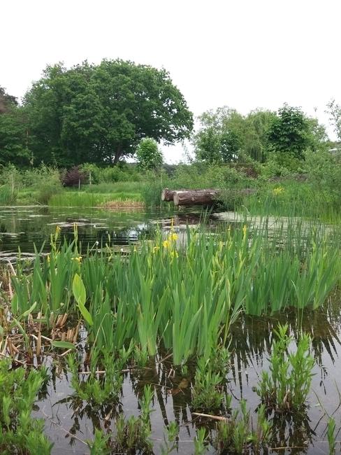Vijver bij pluktuin in de 7e hemel