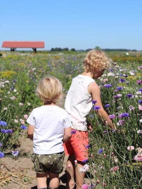 kinderen plukken bloemen