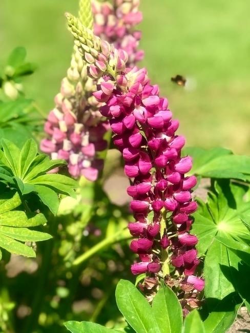 Roze bloemen
