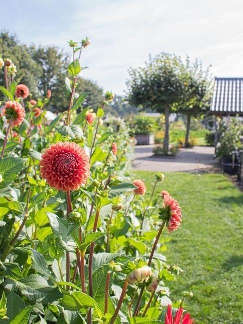 Roze bloemen bij de eekhoeve