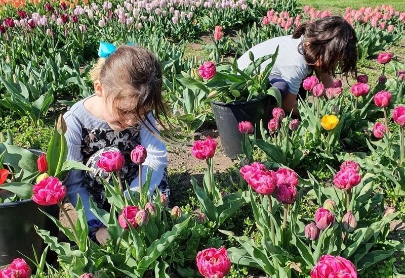 Kinderen die bloemen plukken in de pluktuin in amstelveen