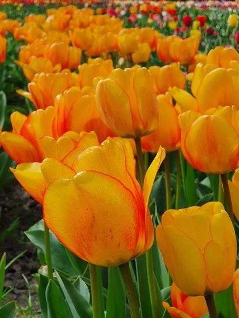 Gele tulpen