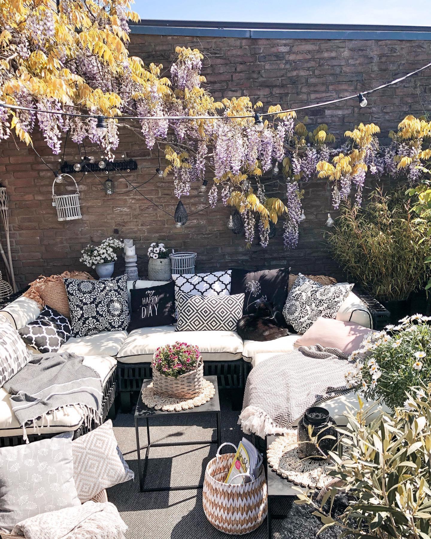 wisteria sinensis in een tuin