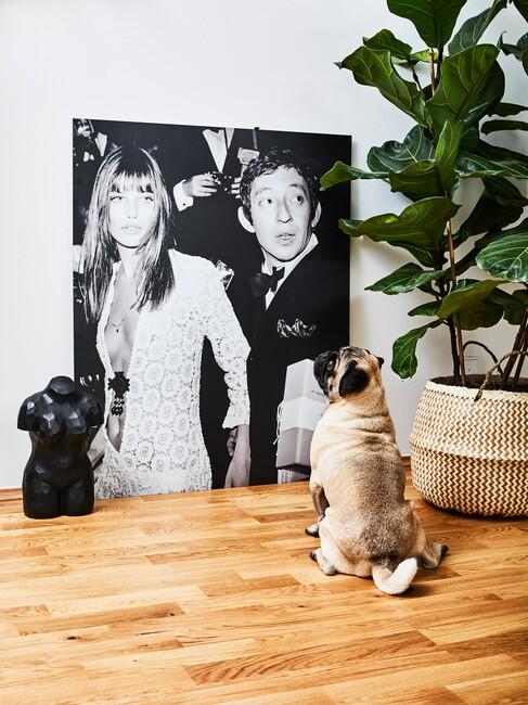 hond die kijkt naar schilderij