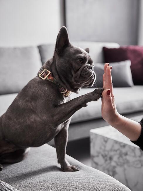 hond die vrouw high five geeft