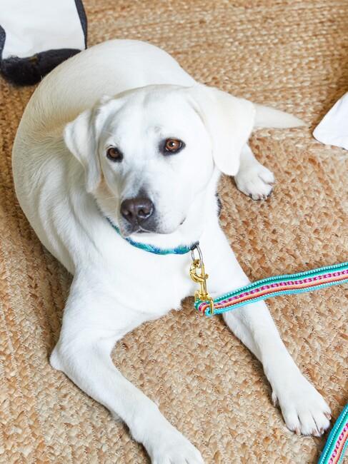 hond uitlaten met blauwe lijn en halsband