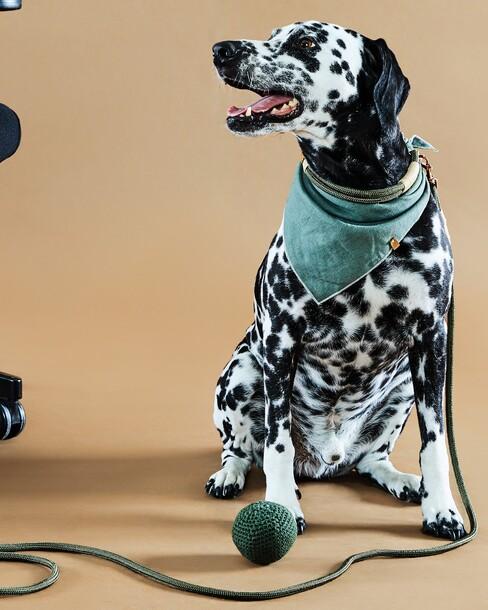 hond aangelijnd om uitgelaten te worden