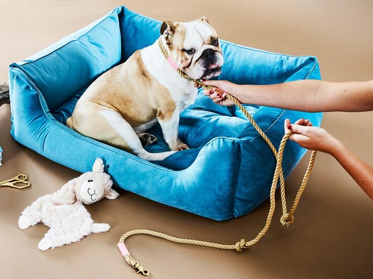 nieuwe riem voor de verjaardag van je hond