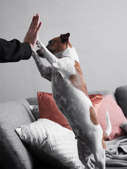 piesek dający high five właścicielowi