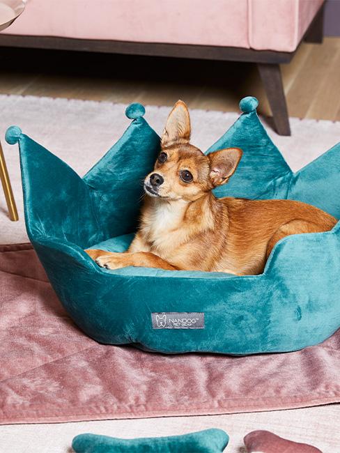 piesek w niebieskim legpwisku