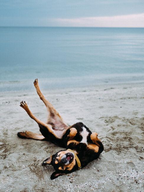 pies na plaży tarzający się w piasku