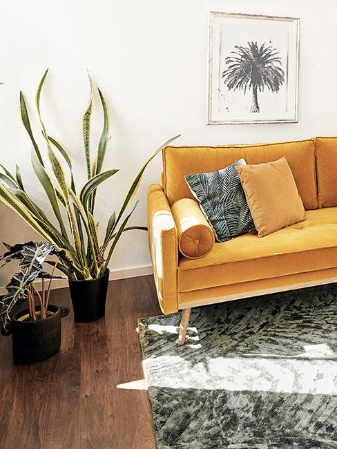 Sansewieria żółta sofa z akasmitu na zielonym dywanie obok roślin doniczkowych