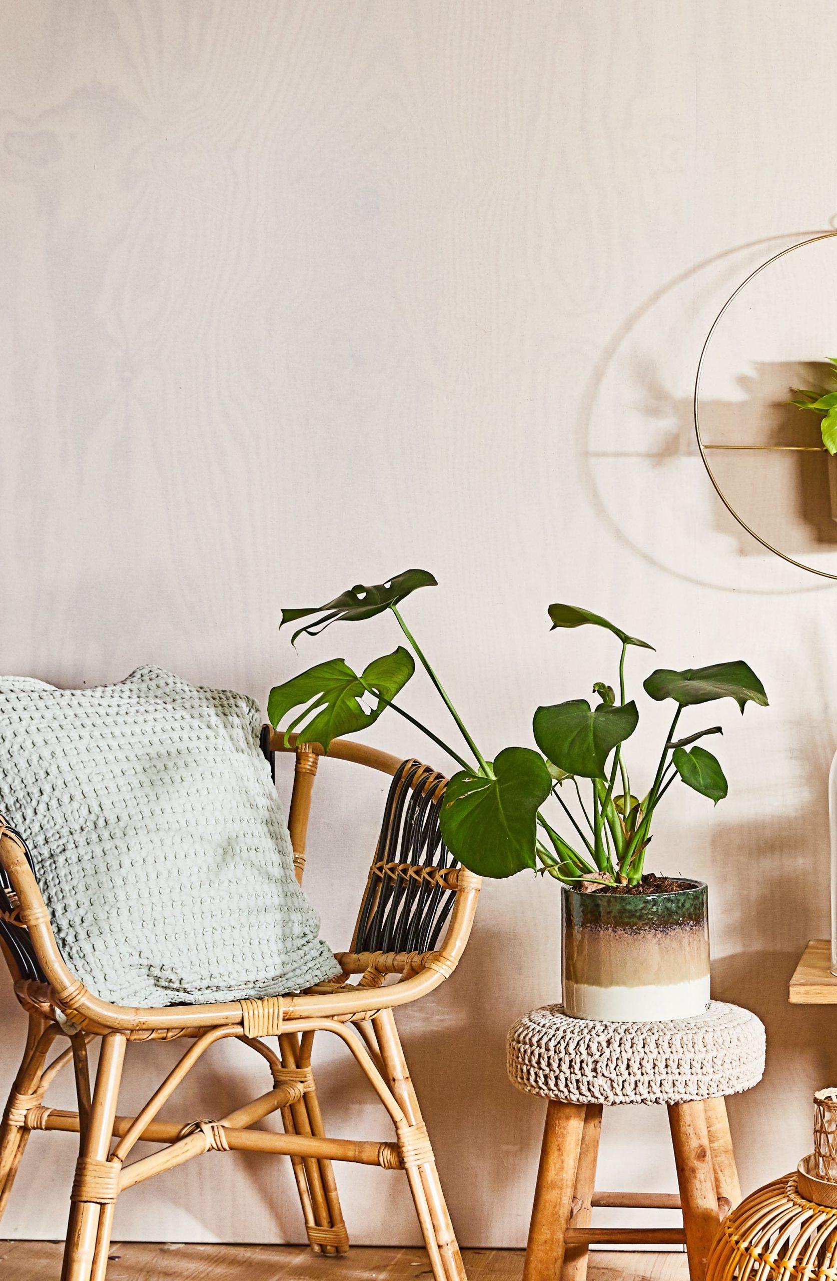 Białe wnętrze z rattanowym krzesłem z poduszką, stoliczek z monsterą deliciosą oraz dekoracją ściannę z rośliną