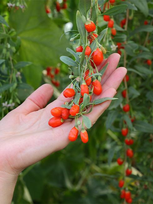 jagody goji
