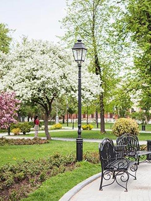 kwitnąca jabłoń w Hermitage Garden w Moskwie