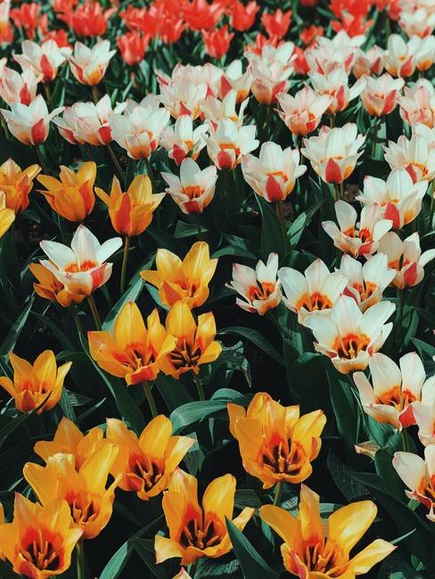 Pole tulipanów Keukenhof