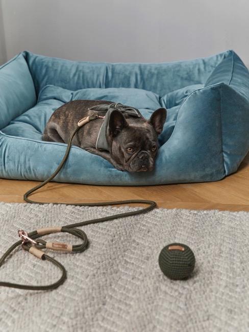 Pies czekający na spacer w kojcu