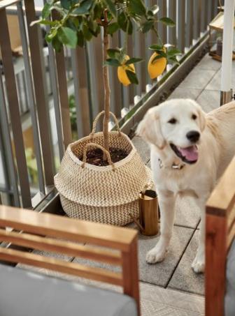 labrador na balkonie