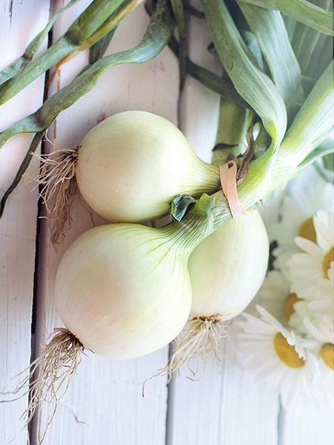 Biała cebula z zieloną natką szczypiorku