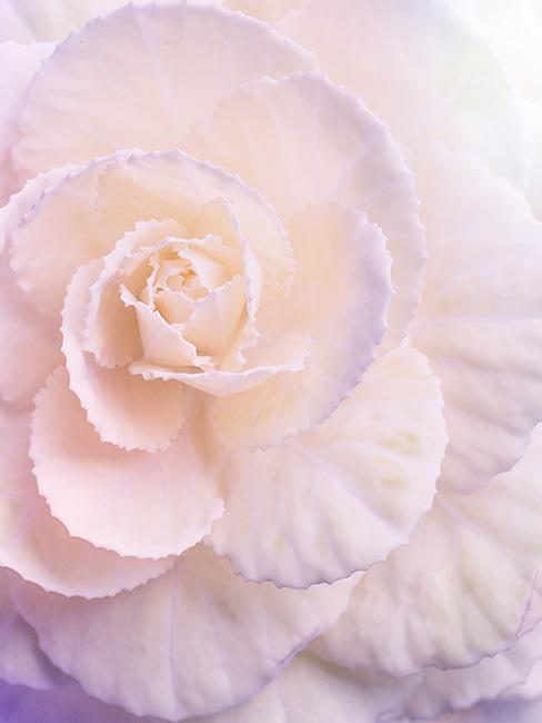 jasnoróżowa begonia