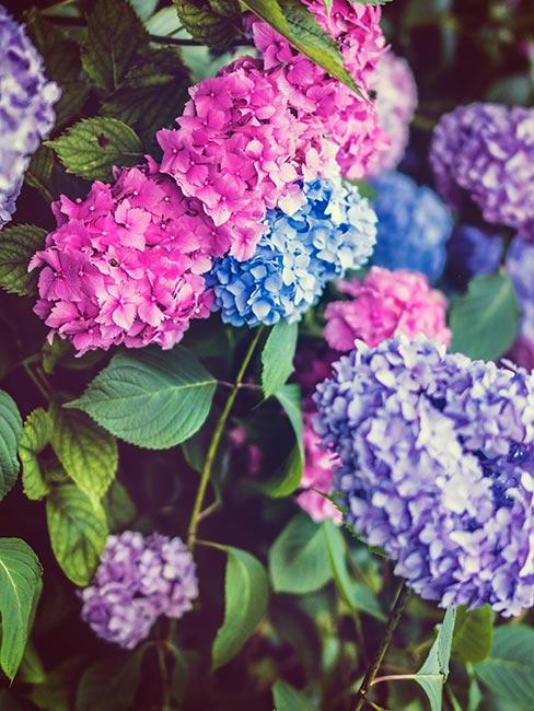różowe i fioletowe hortensje