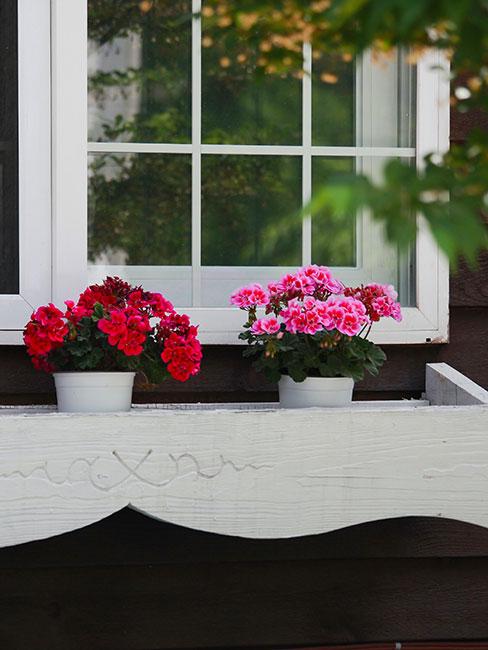pelargonia na drewnainym parapecie