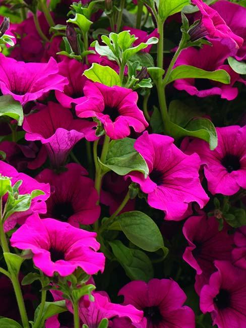 petunia