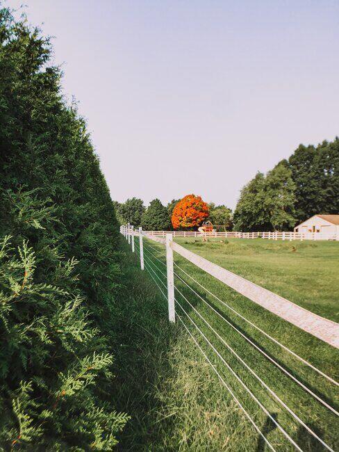 Zielona zagroda, w oddali budynki i drzewa