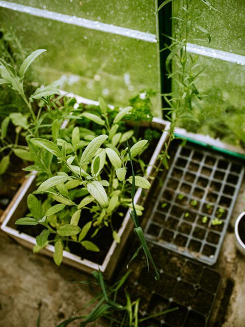 Waryzwa w skrzynkach w szklarni