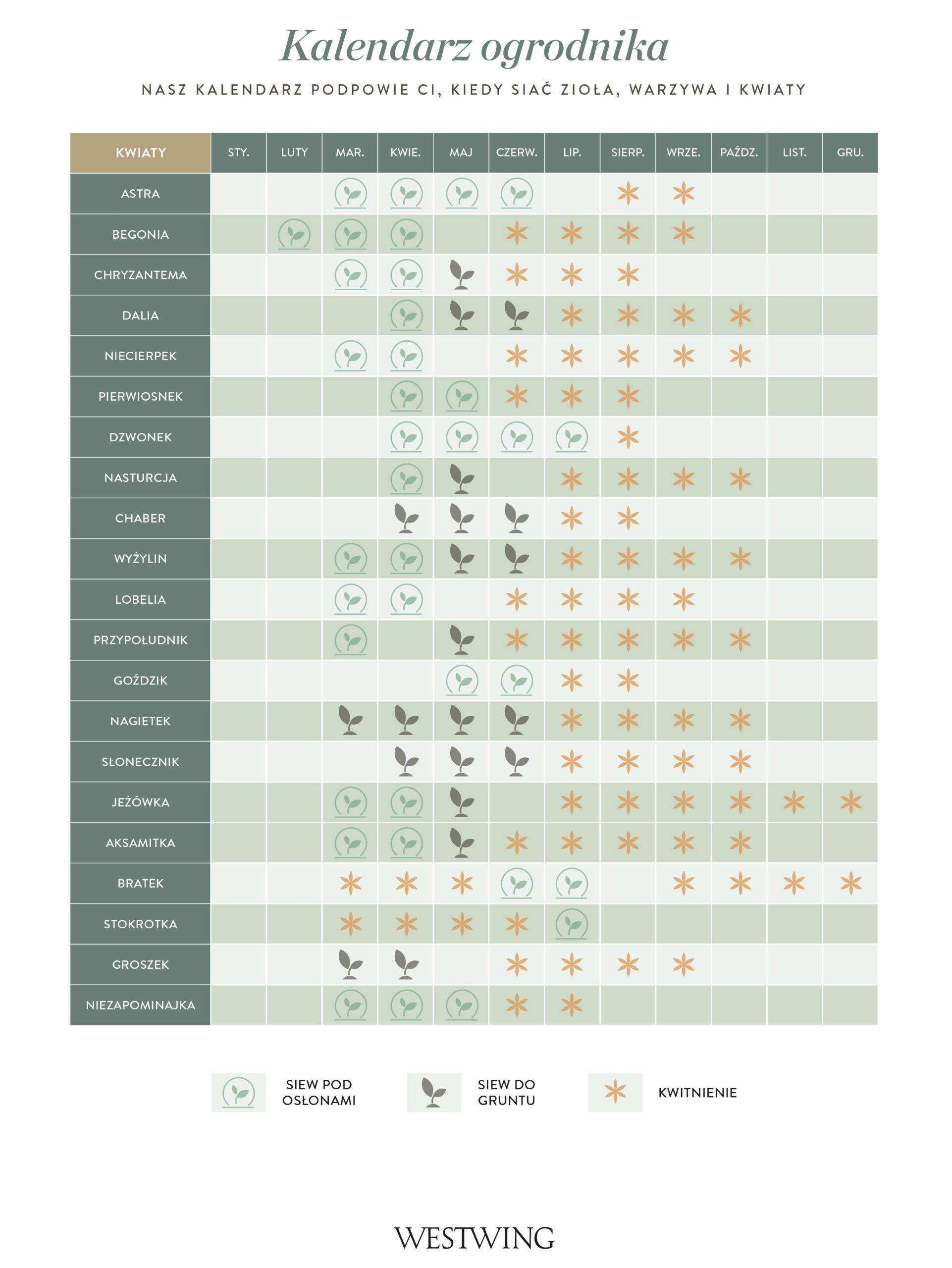 kalendarz siewu kwiatów z miesiącami na sadzenie i siew