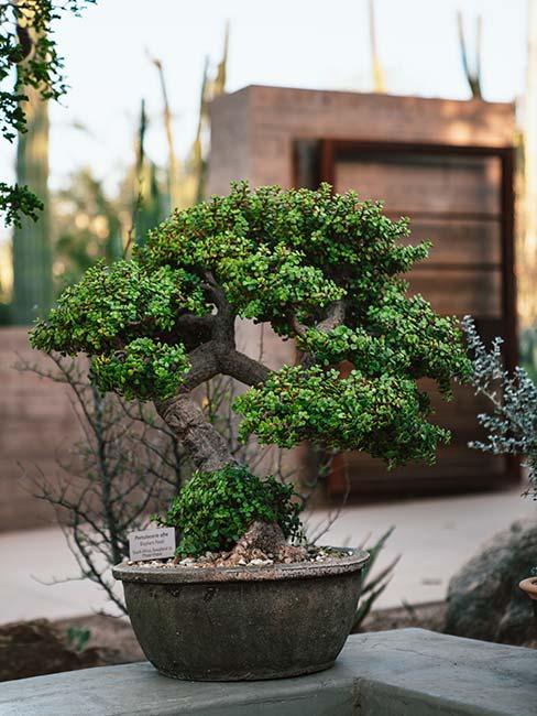 drzewko bonsai