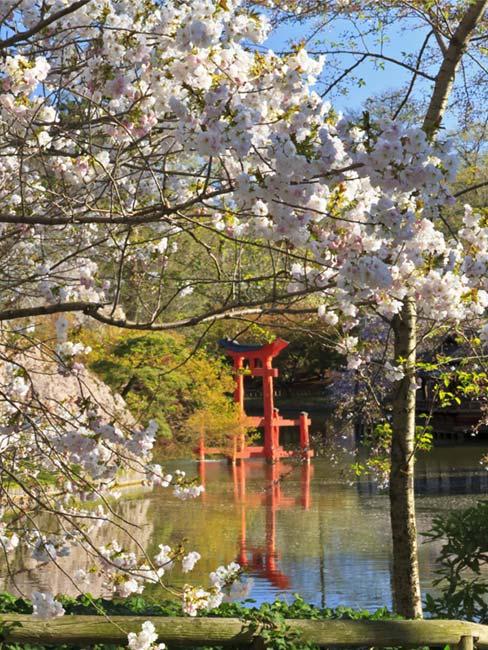 japoński ogród z drzewkiem wiśniowym