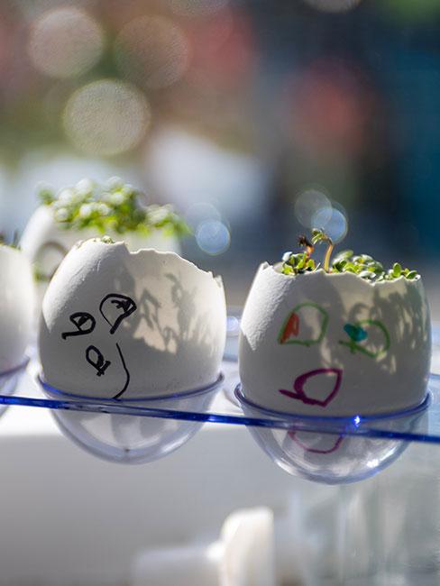 Dekoracje na wielkanoc ze skorupek z kwiatkiem szafirkiem w ziemi