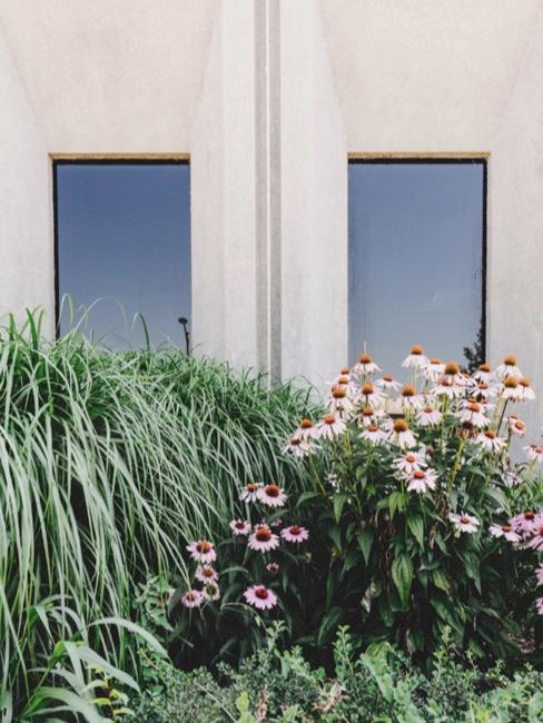 Rośliny rosnące przy ścianie, mały ogród koło domu