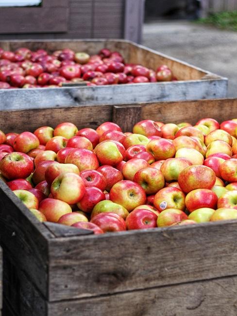 Skrzynie pełne jabłek