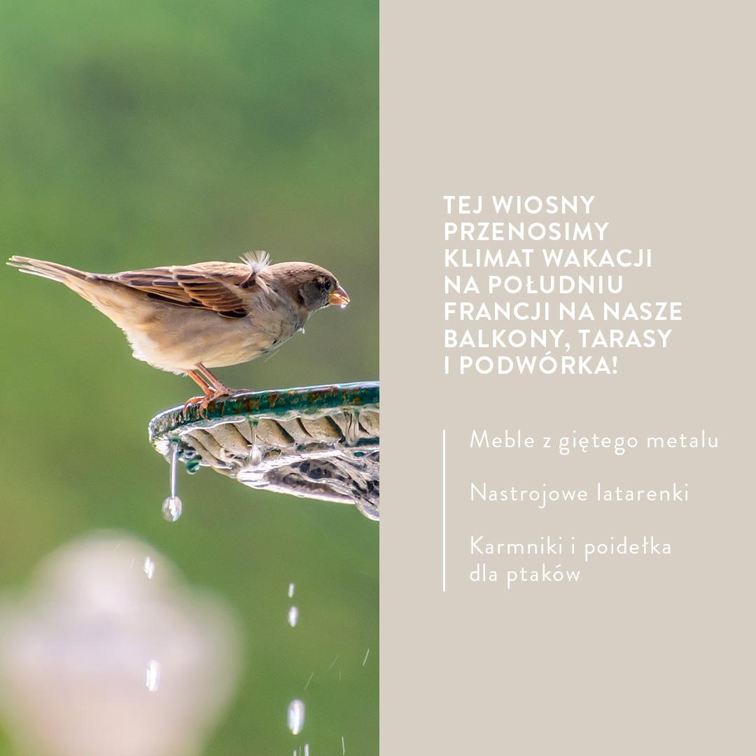 grafika z poradami o ogrodzie w stylu prowansalskim