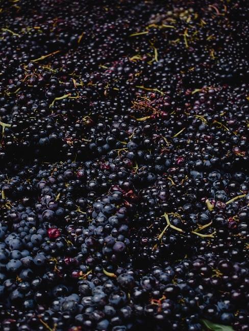 Ciemne winogrona na przetwory z winogron