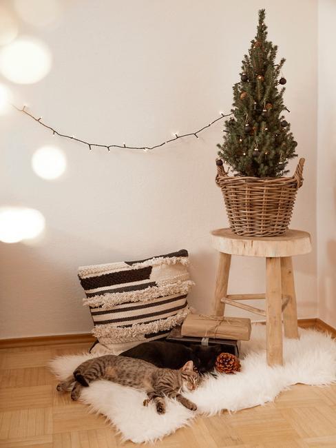choinka w domu: Mała choinka stojąca w koszyku na stołeczku, obok prezenty i śpiący kotek